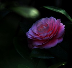 DSC_1278.jpg
