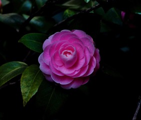 DSC_1279.jpg