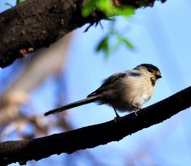 DSC_1245.jpg