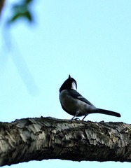 DSC_1452.jpg