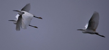 DSC_0635.jpg