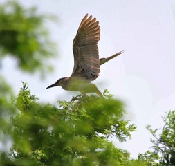 DSC_5605.jpg
