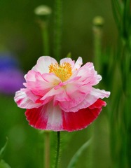 DSC_5486.jpg
