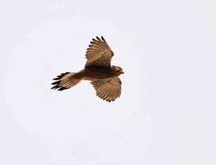DSC_6153.jpg
