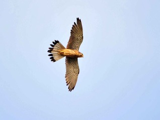 DSC_6179.jpg