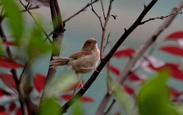 DSC_6306.jpg