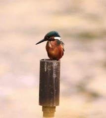DSC_6962.jpg