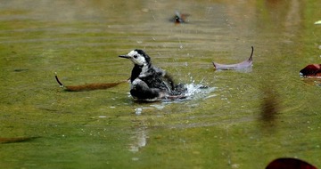 DSC_7933.jpg