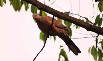 DSC_7314.jpg