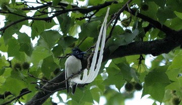 DSC_8960.jpg
