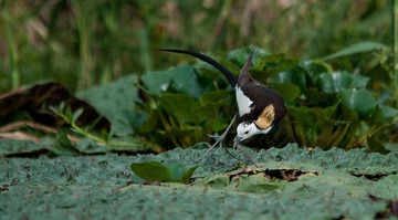 DSC_9352.jpg