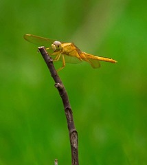 DSC_9633-1.jpg