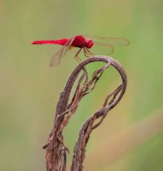 DSC_9648-1.jpg