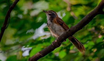DSC_0333.jpg