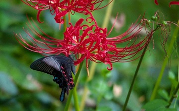 DSC_0367.jpg