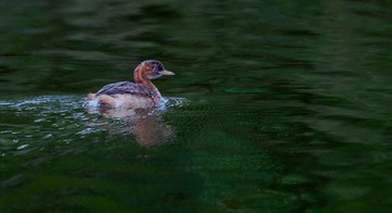DSC_0465.jpg