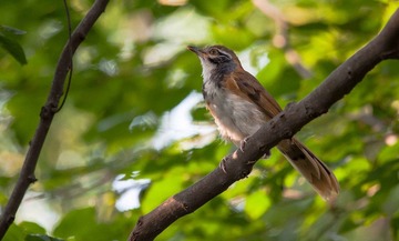DSC_0333-2.jpg