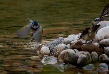 DSC_0344.jpg