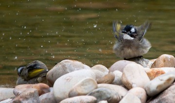 DSC_0401.jpg
