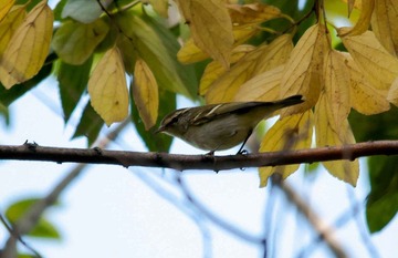 DSC_0530.jpg