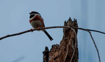 DSC_0572.jpg