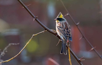 DSC_3710-2.jpg