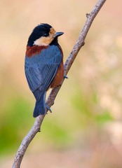 DSC_3736.jpg