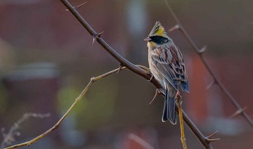 DSC_3711.jpg