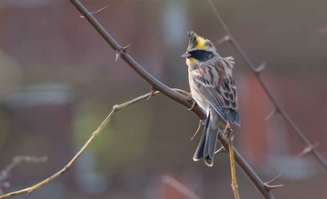DSC_3715.jpg