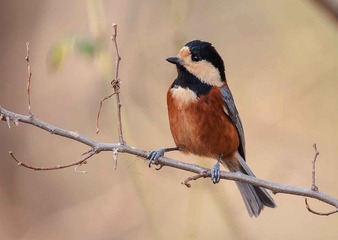 DSC_3746.jpg