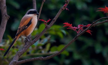 DSC_5147.jpg