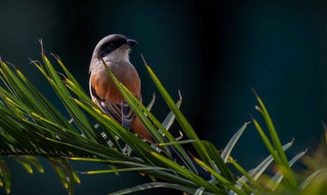 DSC_5153.jpg