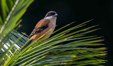 DSC_5176.jpg