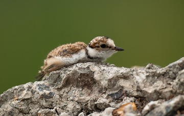 DSC_1528-2.jpg