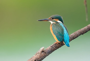 DSC_2110.jpg