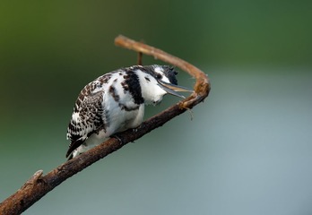 DSC_1934.jpg