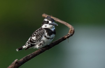 DSC_1954-2.jpg