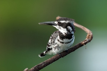 DSC_1964.jpg