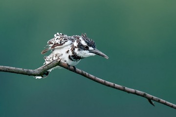 DSC_2059-2.jpg