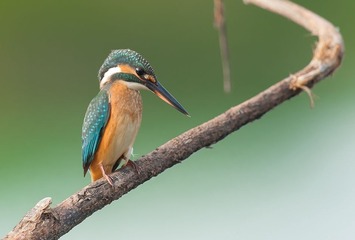 DSC_2075.jpg