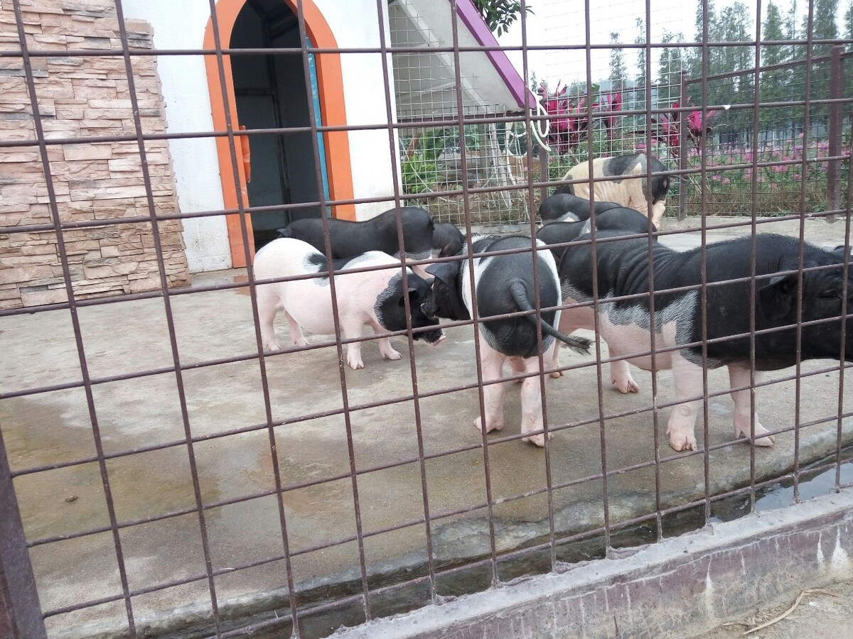 生态养殖猪视频