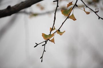 622270