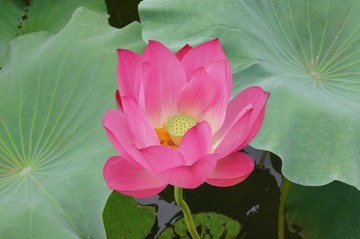 荷