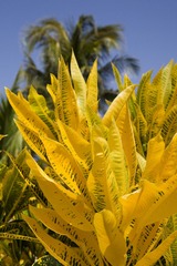 剁椒香芋