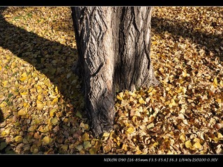 DSC_0239_IMG.jpg
