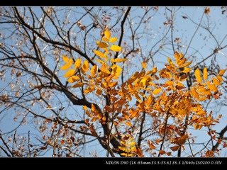 DSC_0252_IMG.jpg