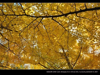 DSC_0264_IMG.jpg