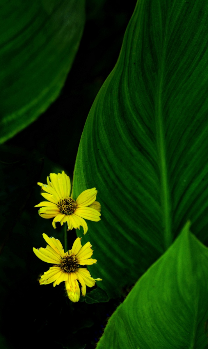 芭蕉叶与花