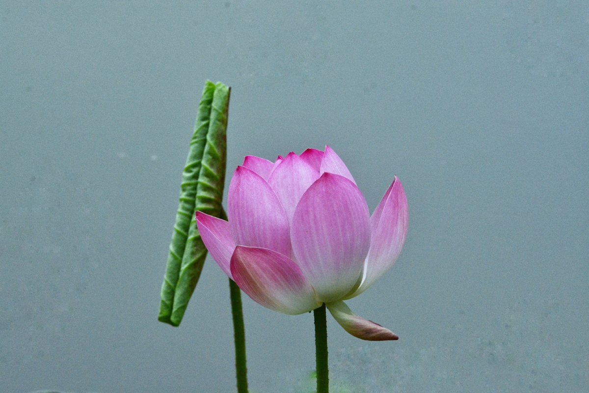 简约美好平淡素净简洁美简洁不是简单是成熟后的返璞归真是自信从容与