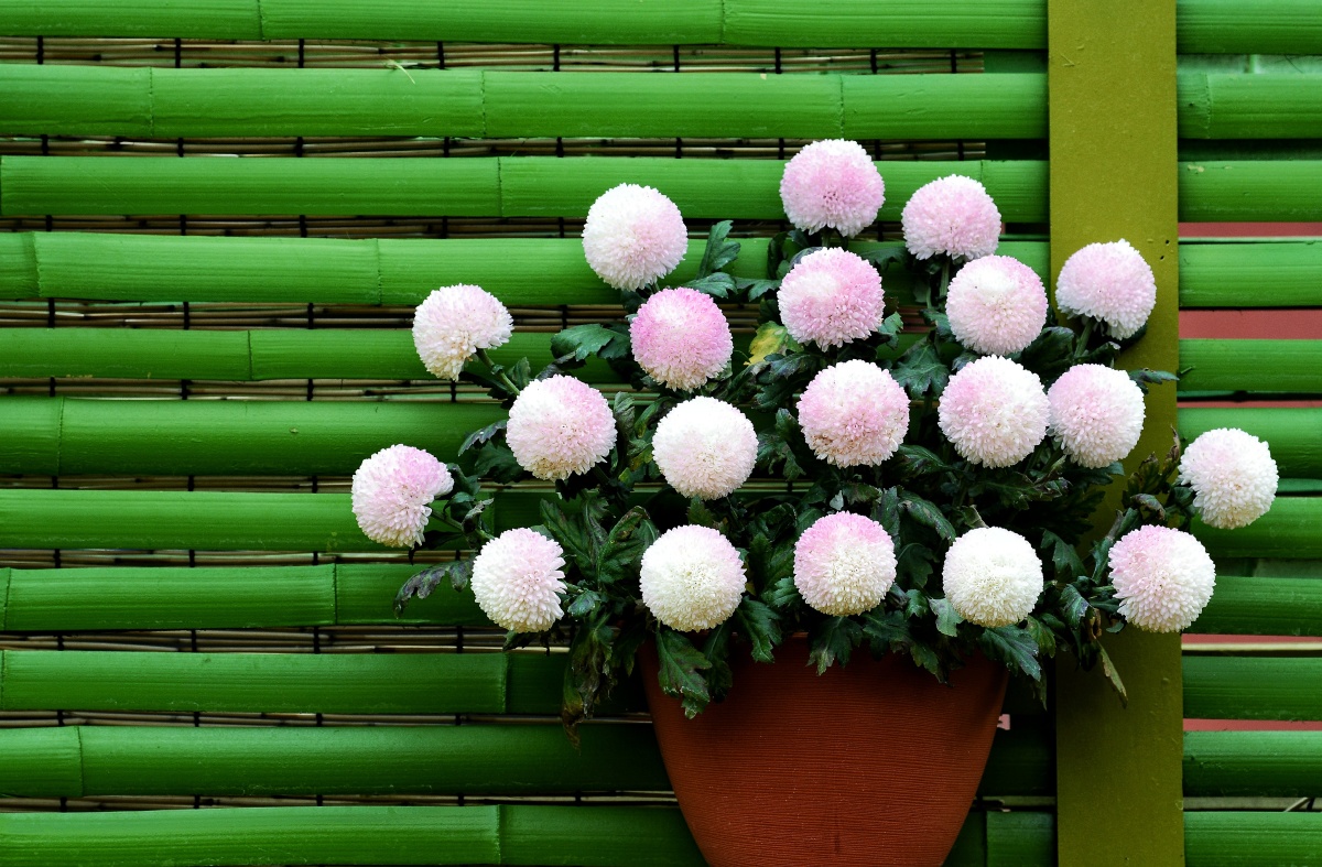 乒乓菊花
